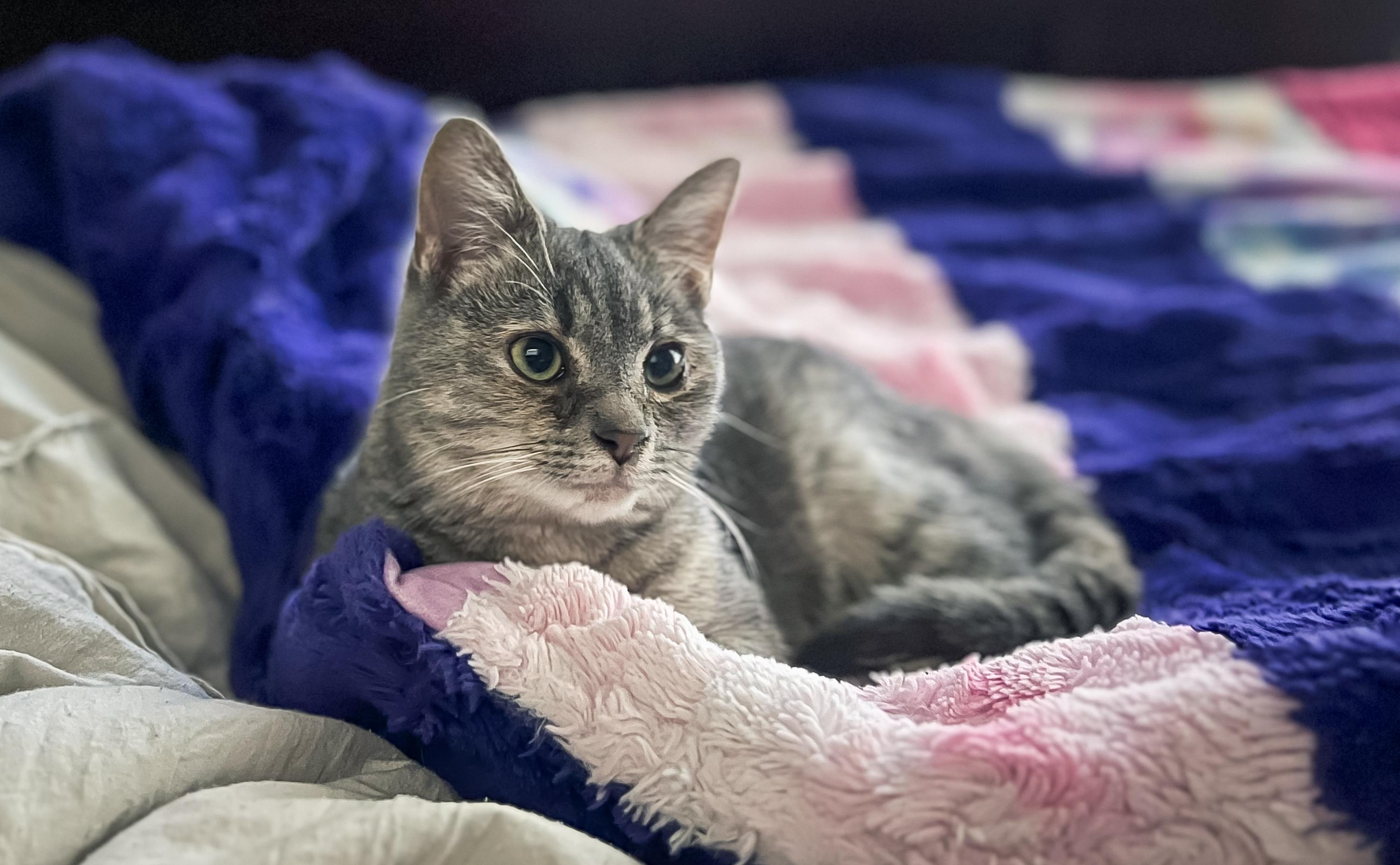 Eve, Adoptable, Young Female Dilute Tortoiseshell.