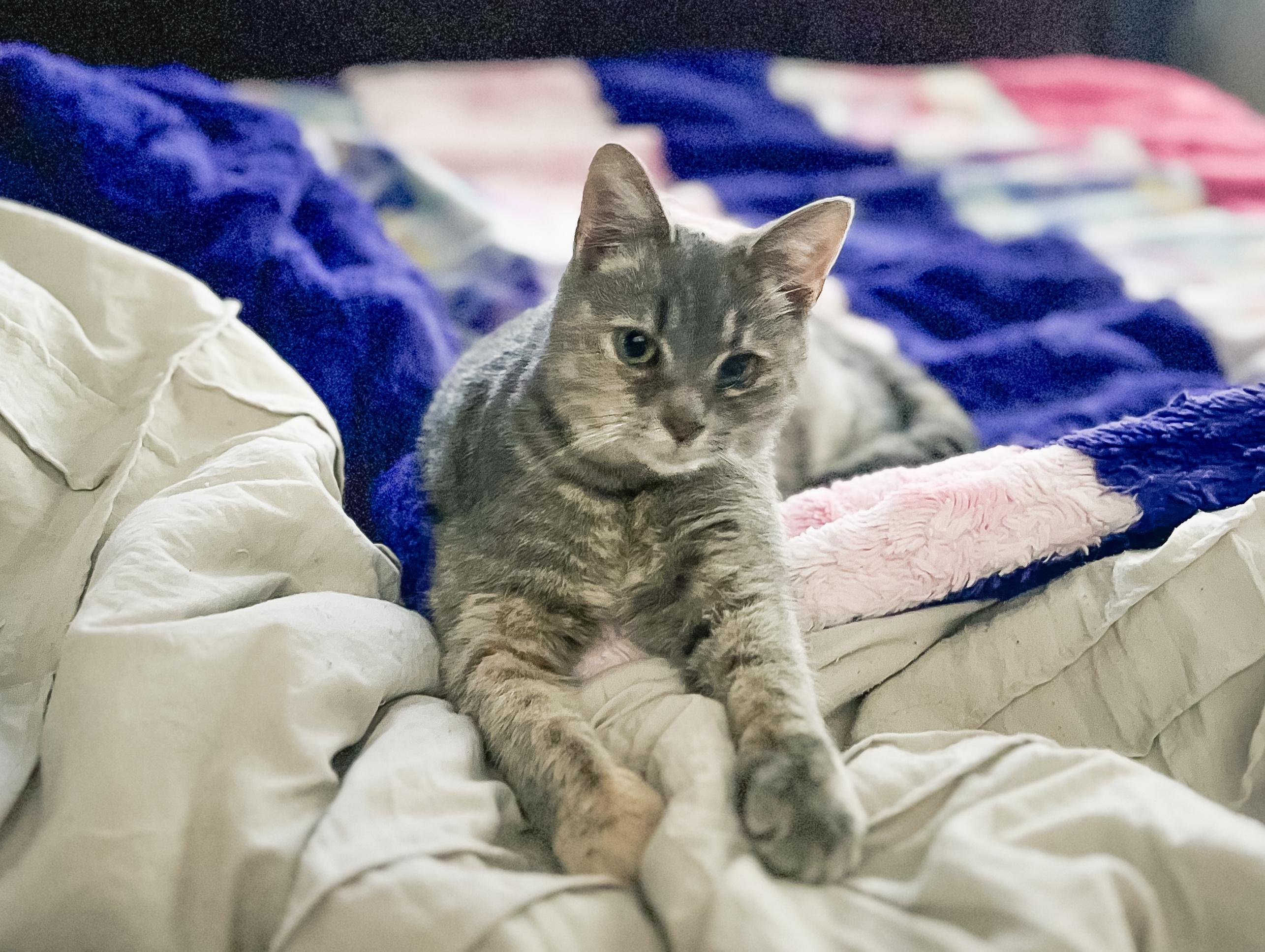 Eve, a Adoptable Dilute Tortoiseshell in Howell, MI image 2/3