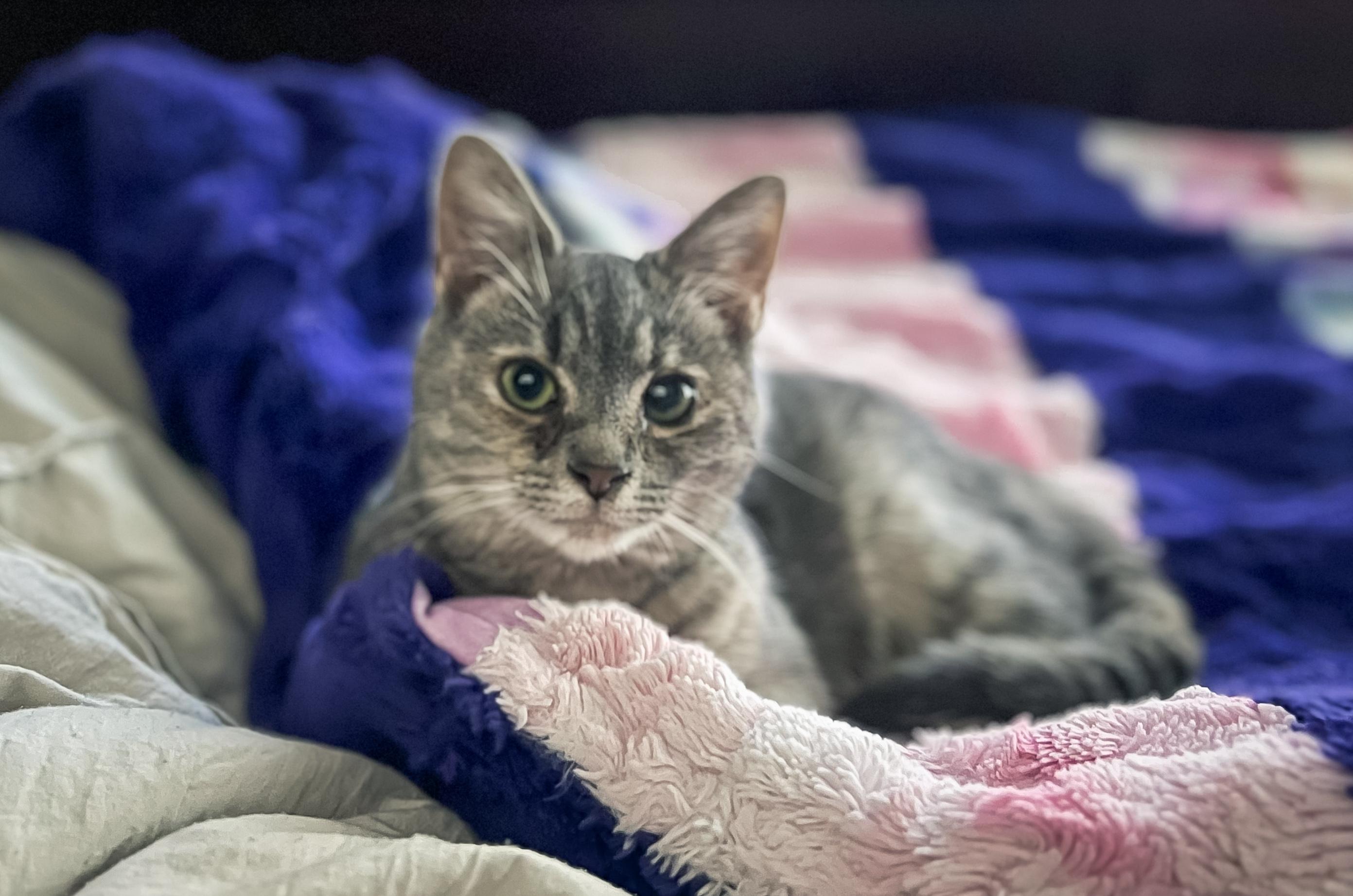 Eve, a Adoptable Dilute Tortoiseshell in Howell, MI image 3/3