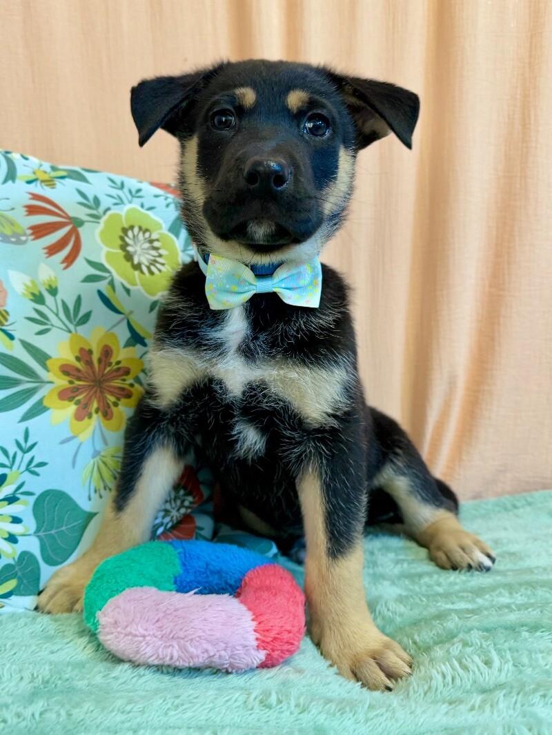 Doberman Dog Doberman Poodle Mix Puppies Shop Doberman German