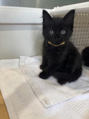 Skittles, Adopted, Kitten Male Domestic Short Hair.