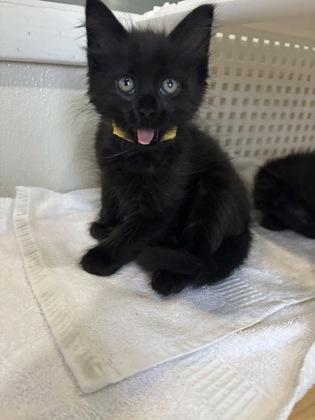Enlarge Skittles, a Adopted Domestic Short Hair in Steamboat Springs, CO image 2/2