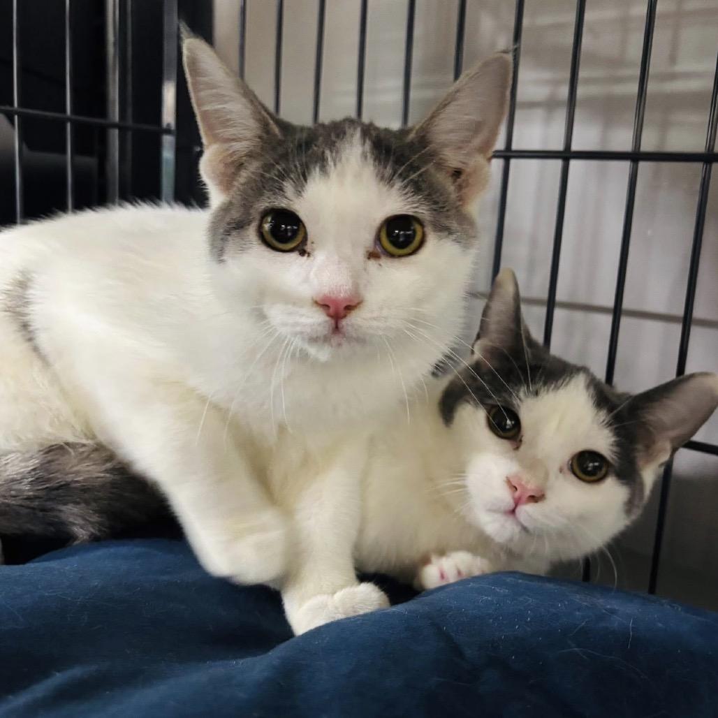 Enlarge Kala & Feebs, a Adoptable Domestic Short Hair in Woodbury, NJ image 1/3