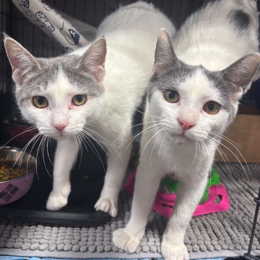 Enlarge Kala & Feebs, a Adoptable Domestic Short Hair in Woodbury, NJ image 2/3