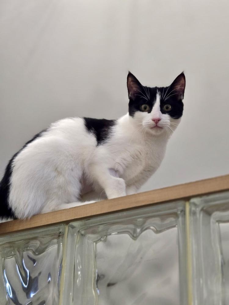 Elena, Adoptable, Kitten Female Domestic Short Hair.