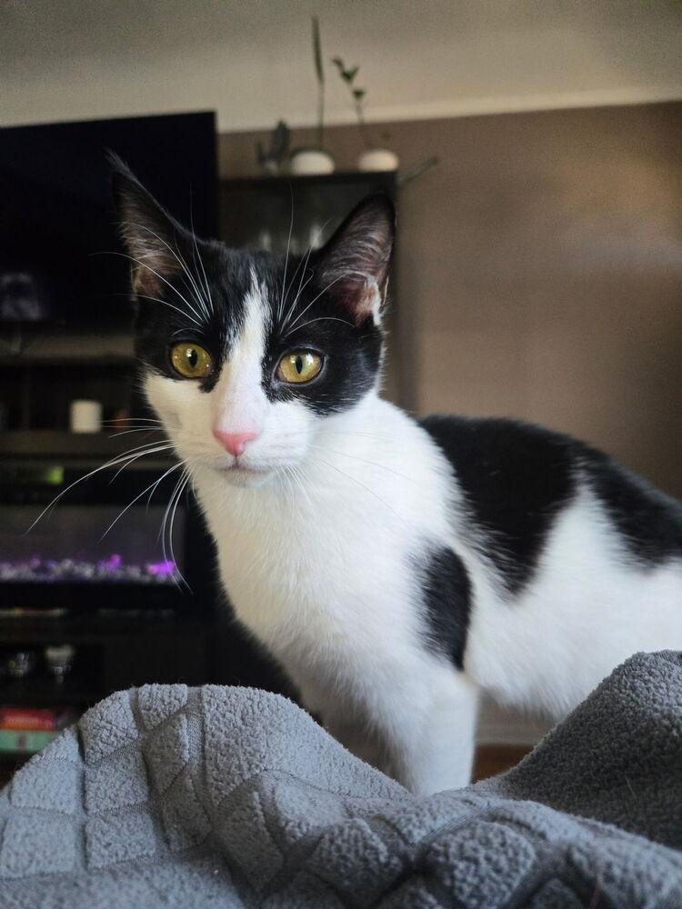 Enlarge Elena, a Adoptable Domestic Short Hair in Ferndale, MI image 2/6