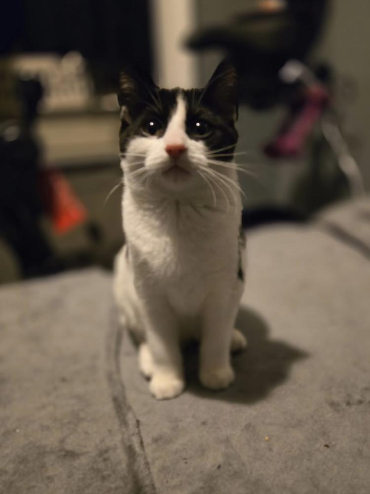 Enlarge Elena, a Adoptable Domestic Short Hair in Ferndale, MI image 3/6