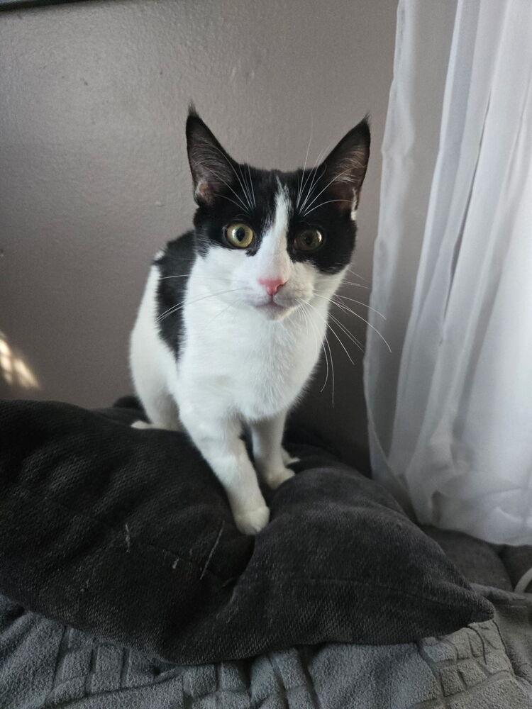 Enlarge Elena, a Adoptable Domestic Short Hair in Ferndale, MI image 5/6