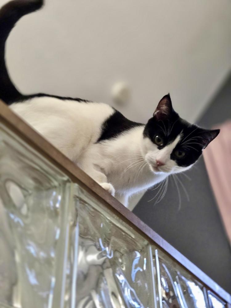 Enlarge Elena, a Adoptable Domestic Short Hair in Ferndale, MI image 6/6