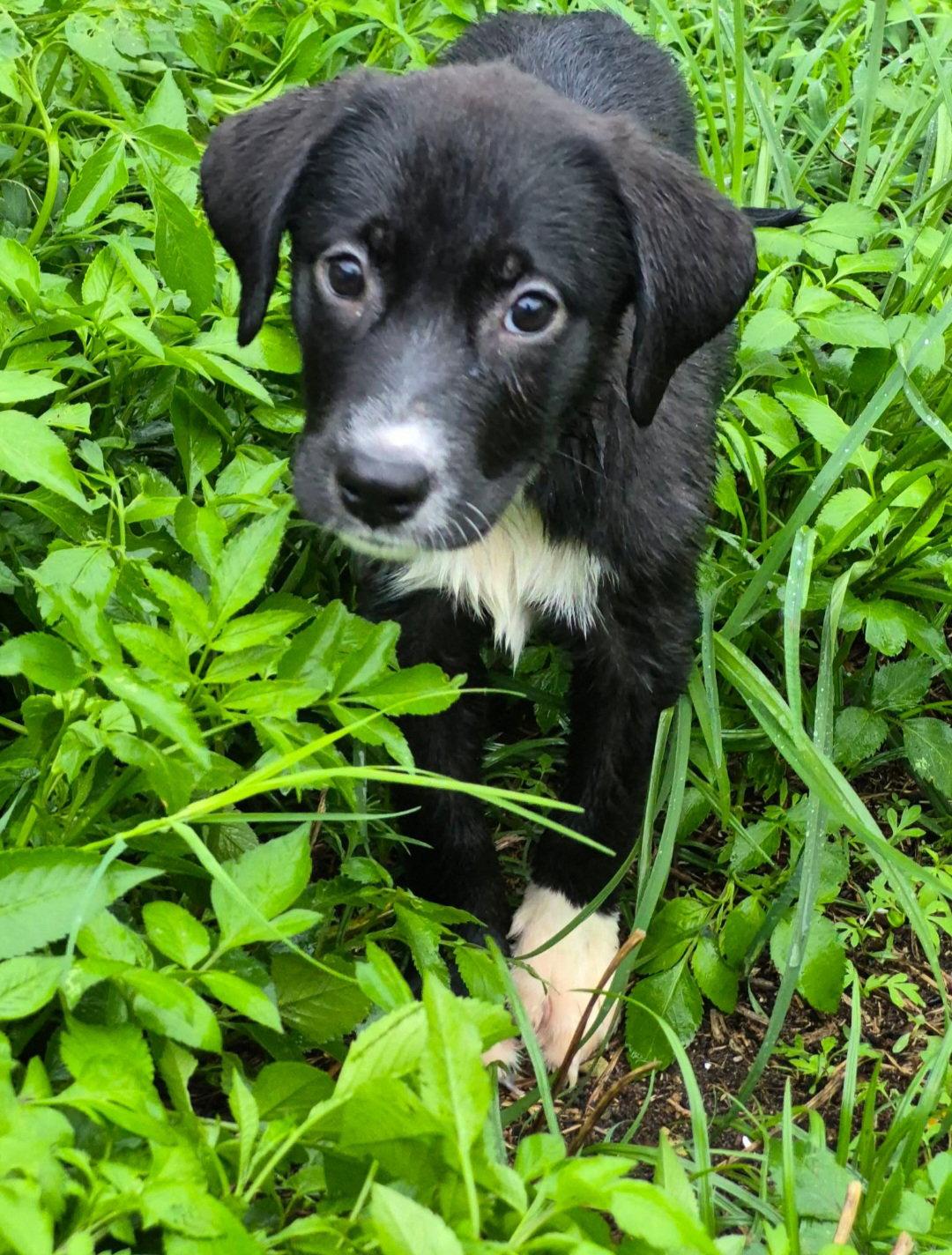 Anna, Adopted, Puppy Female Anatolian Shepherd.