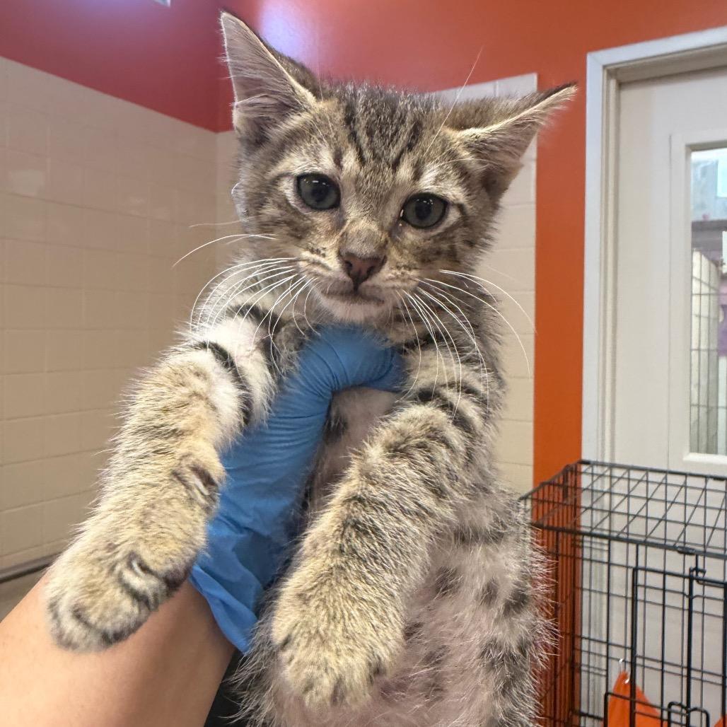 Enlarge Xaden, a Adoptable Domestic Short Hair in Westminster, CA image 1/2