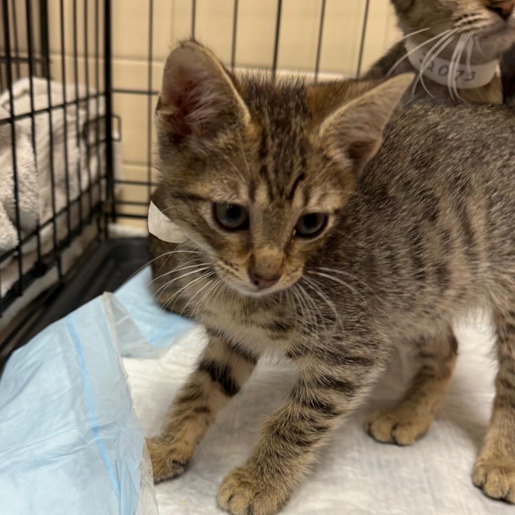 Enlarge Xaden, a Adoptable Domestic Short Hair in Westminster, CA image 2/2