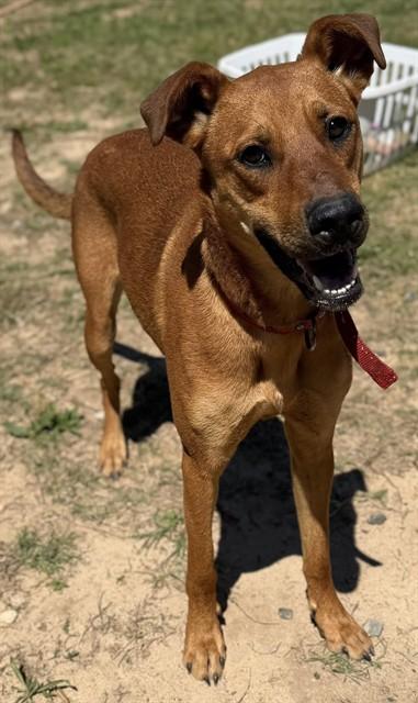 MARA JADE, Adoptable, Young Female Black Mouth Cur & Mixed Breed.
