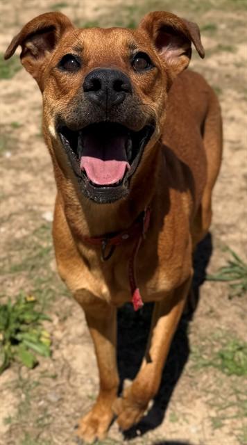 MARA JADE, Adoptable, Young Female Black Mouth Cur & Mixed Breed.