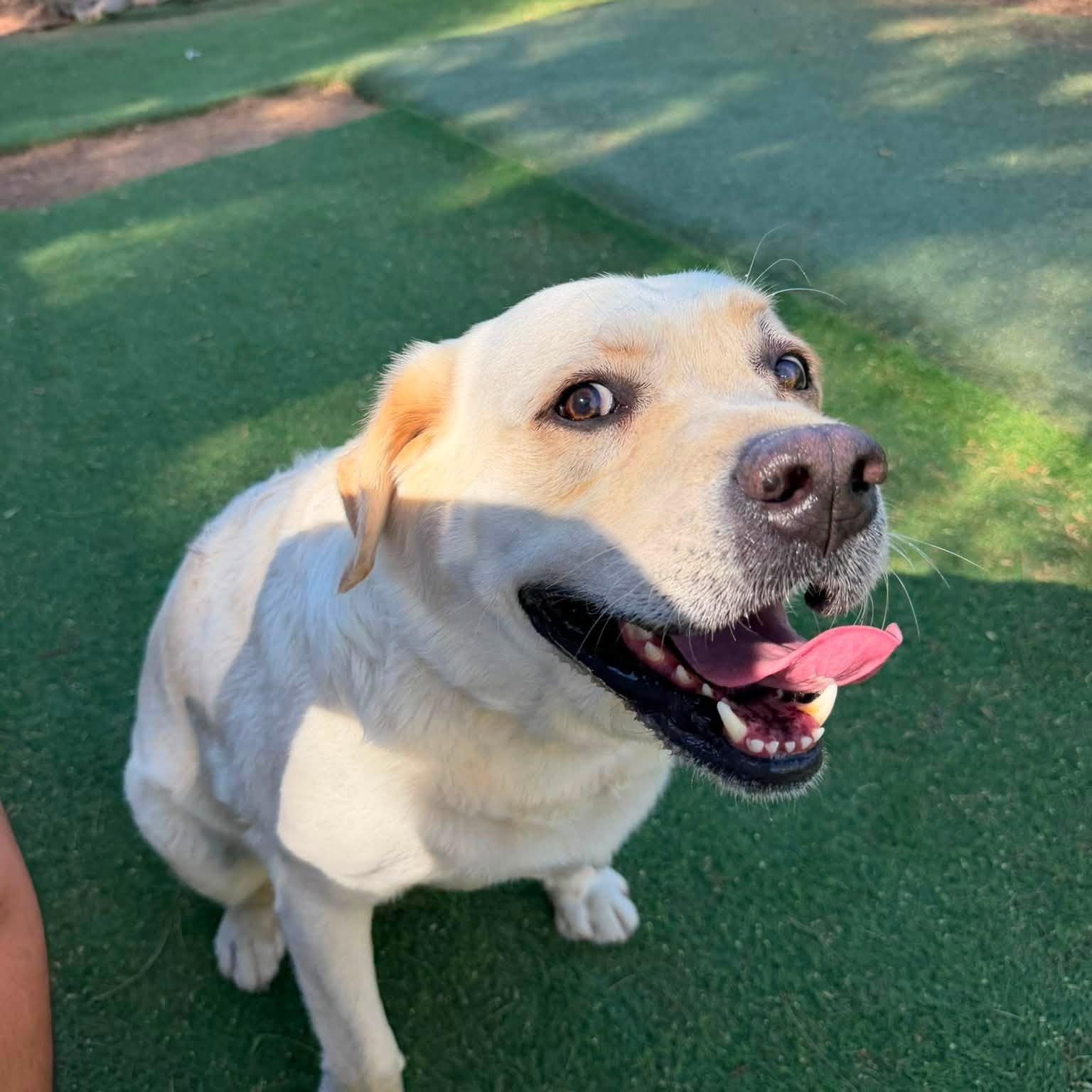 Blaze, adopted, Adult Male Labrador Retriever.