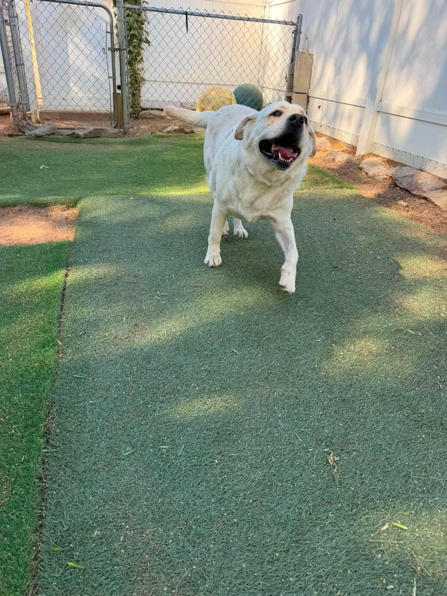 Enlarge Blaze, an adopted Labrador Retriever in Agua Dulce, CA image 4/5