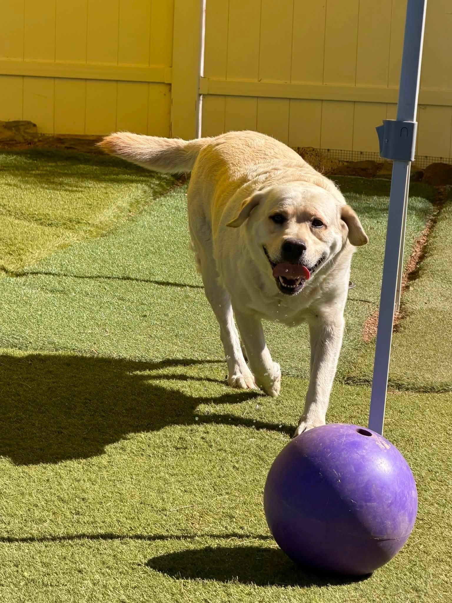Enlarge Blaze, an adopted Labrador Retriever in Agua Dulce, CA image 3/5