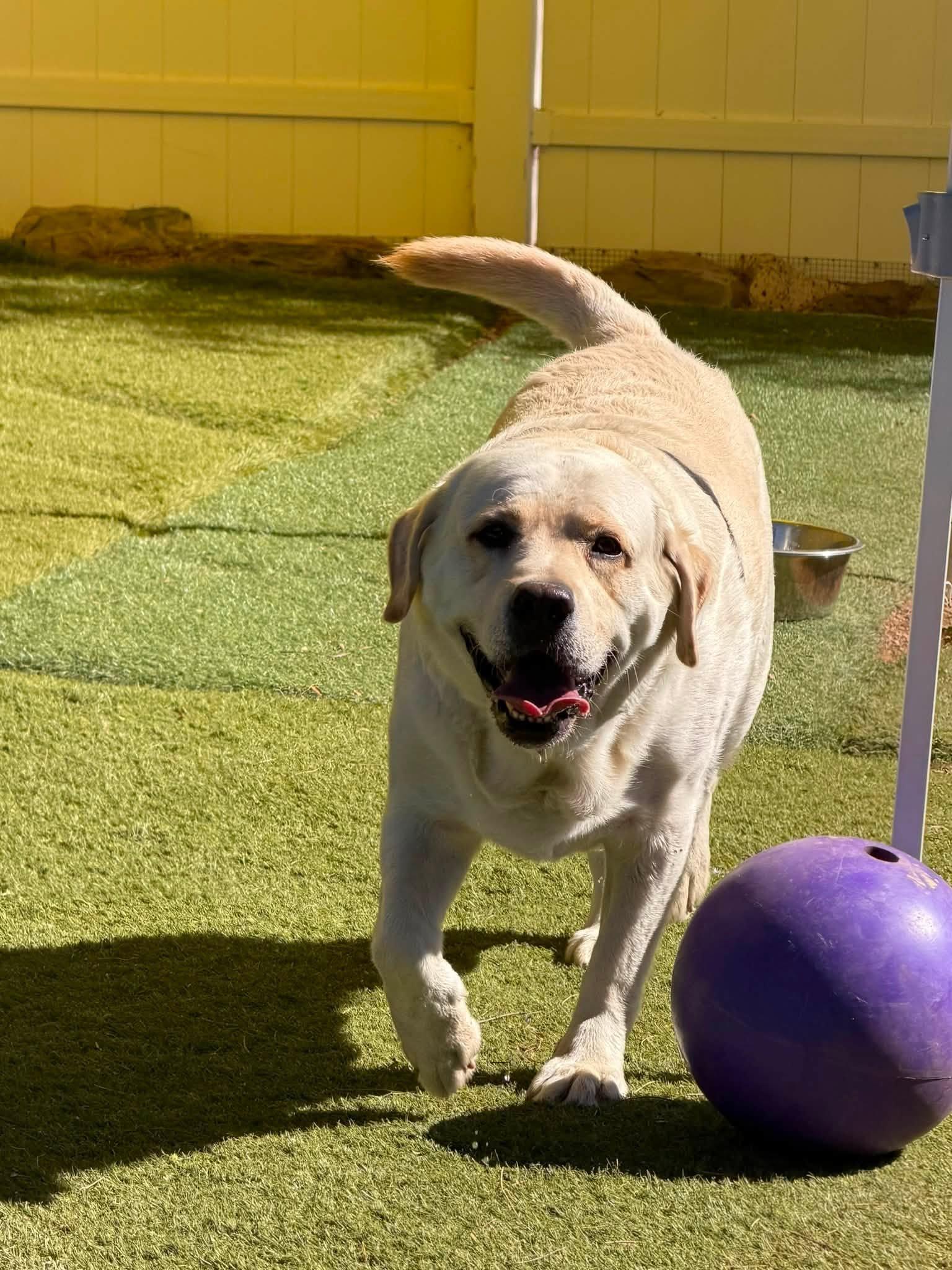Enlarge Blaze, an adopted Labrador Retriever in Agua Dulce, CA image 5/5