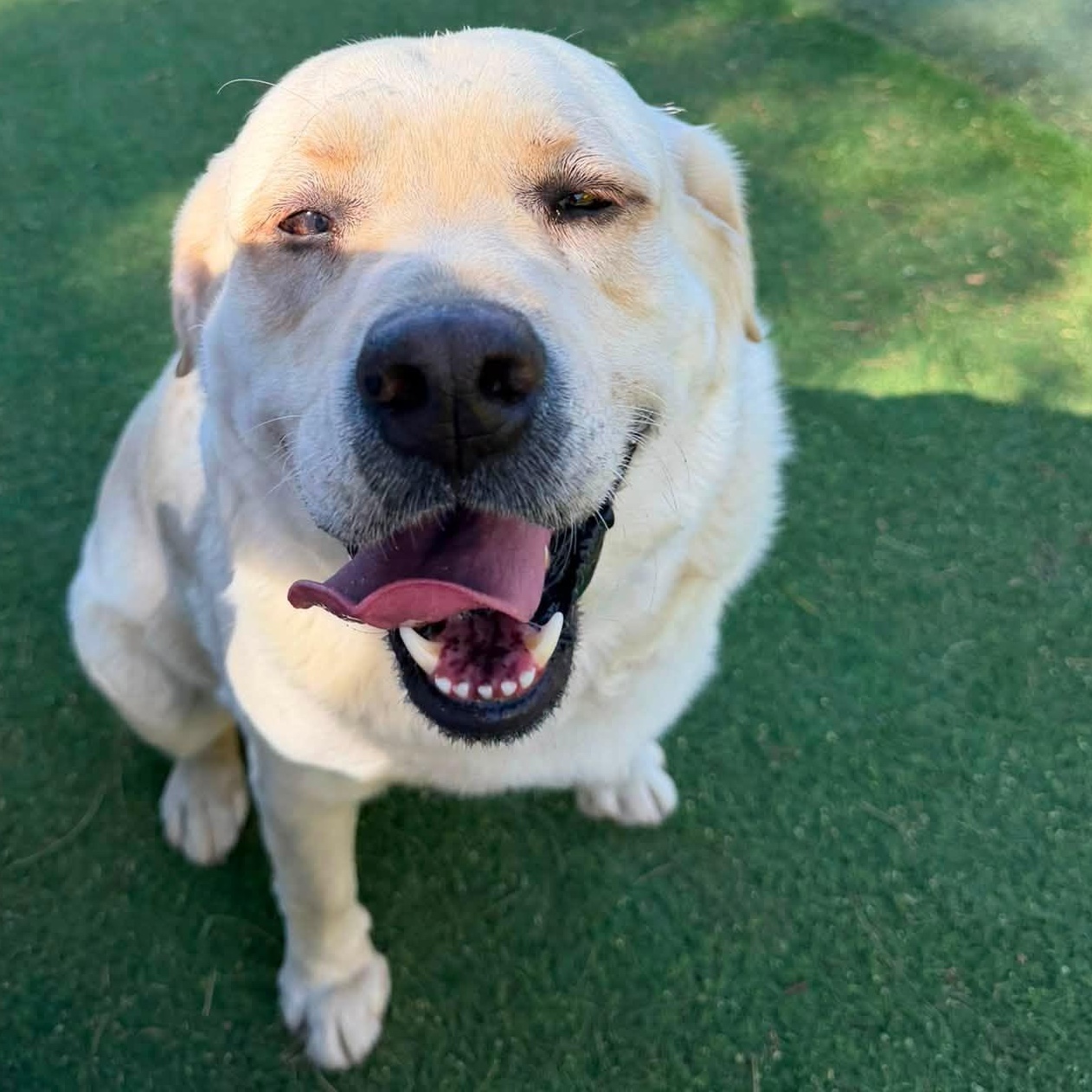 Enlarge Blaze, an adopted Labrador Retriever in Agua Dulce, CA image 2/5