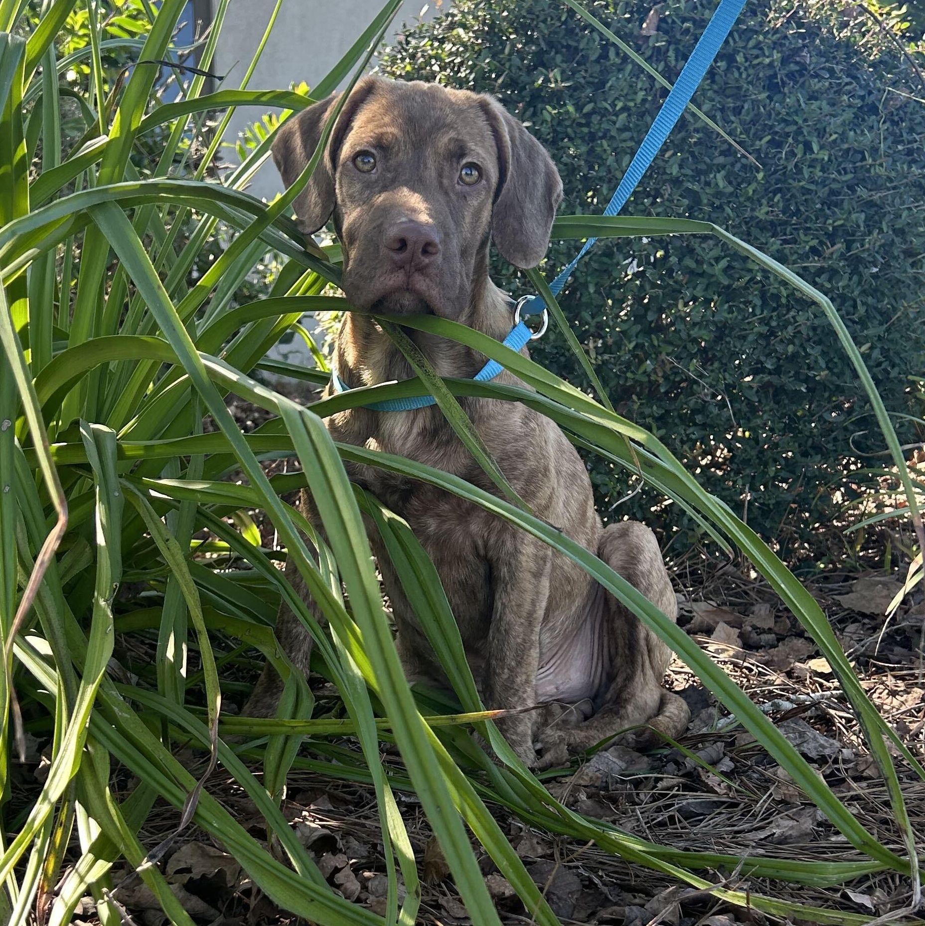 Enlarge Rusty, a Adoptable mixed breed in Valdosta, GA image 3/6