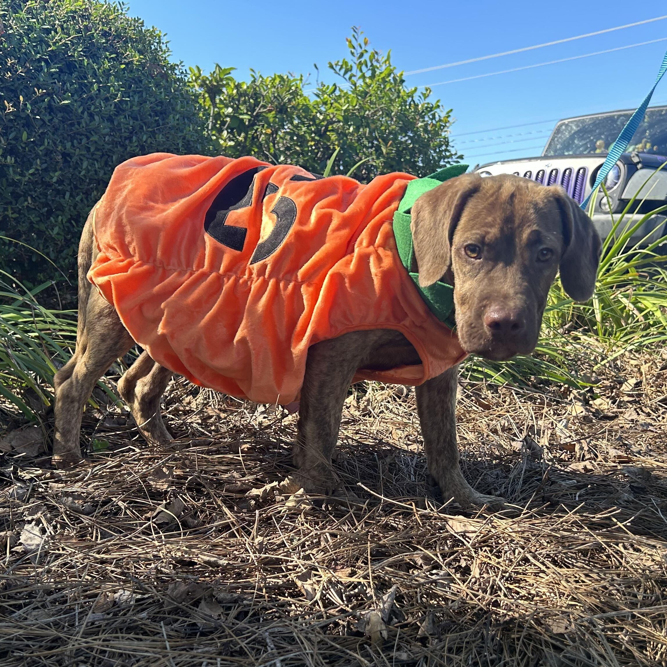 Enlarge Rusty, a Adoptable mixed breed in Valdosta, GA image 4/6