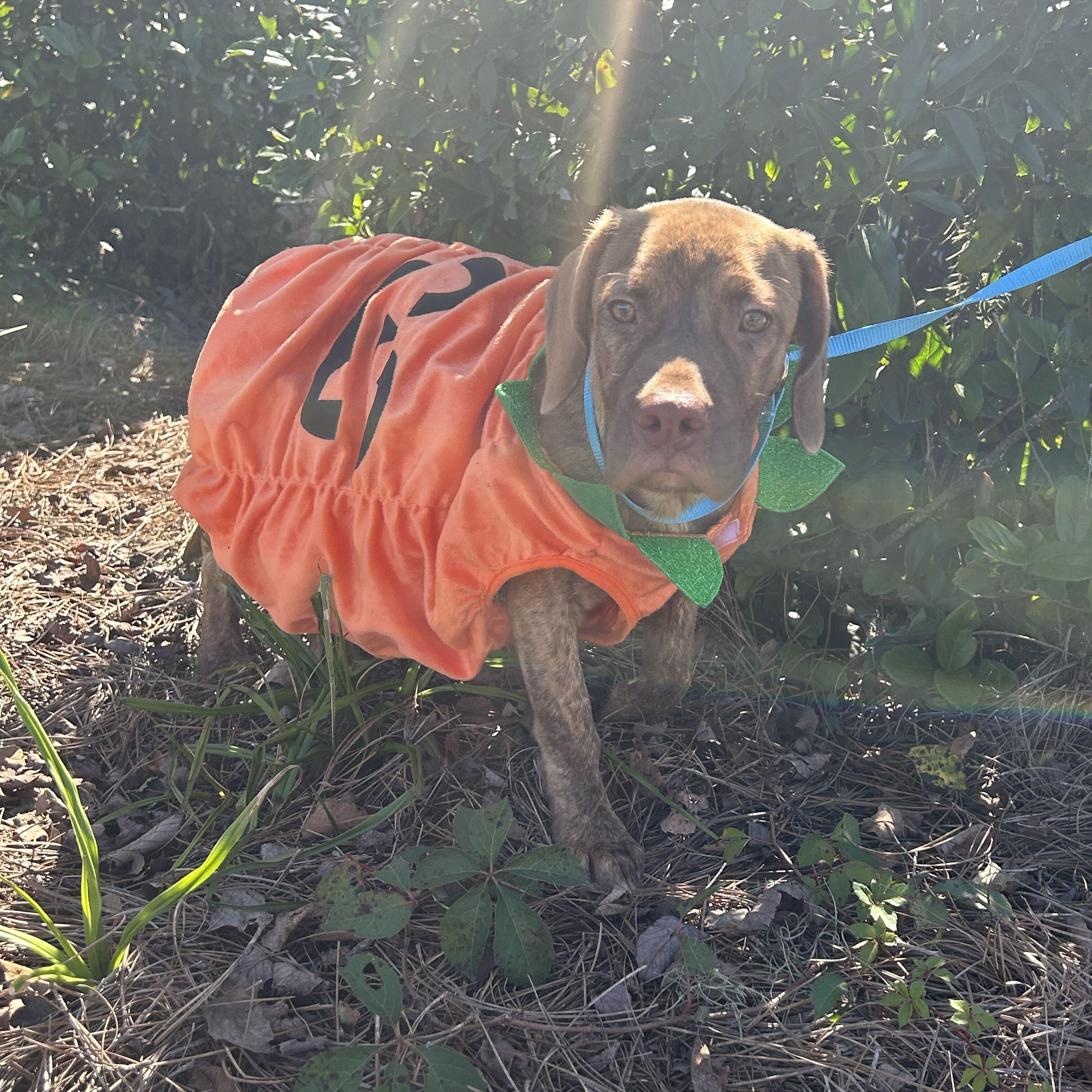 Enlarge Rusty, a Adoptable mixed breed in Valdosta, GA image 5/6