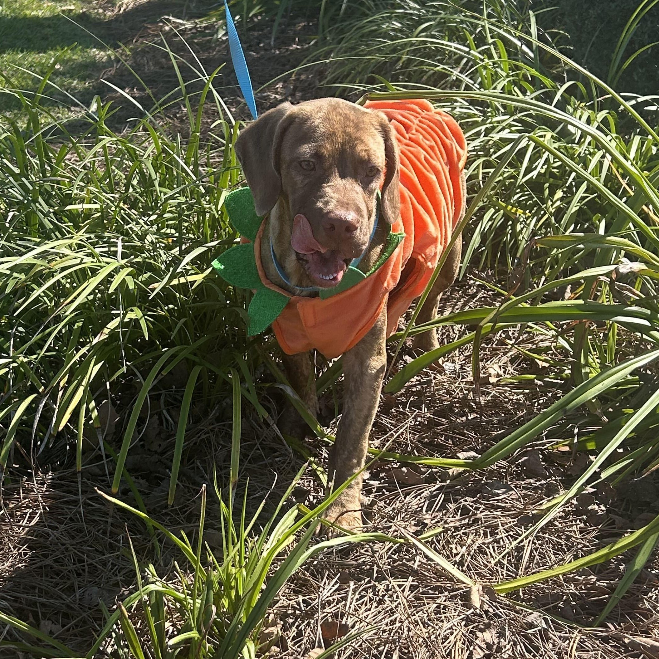 Enlarge Rusty, a Adoptable mixed breed in Valdosta, GA image 6/6