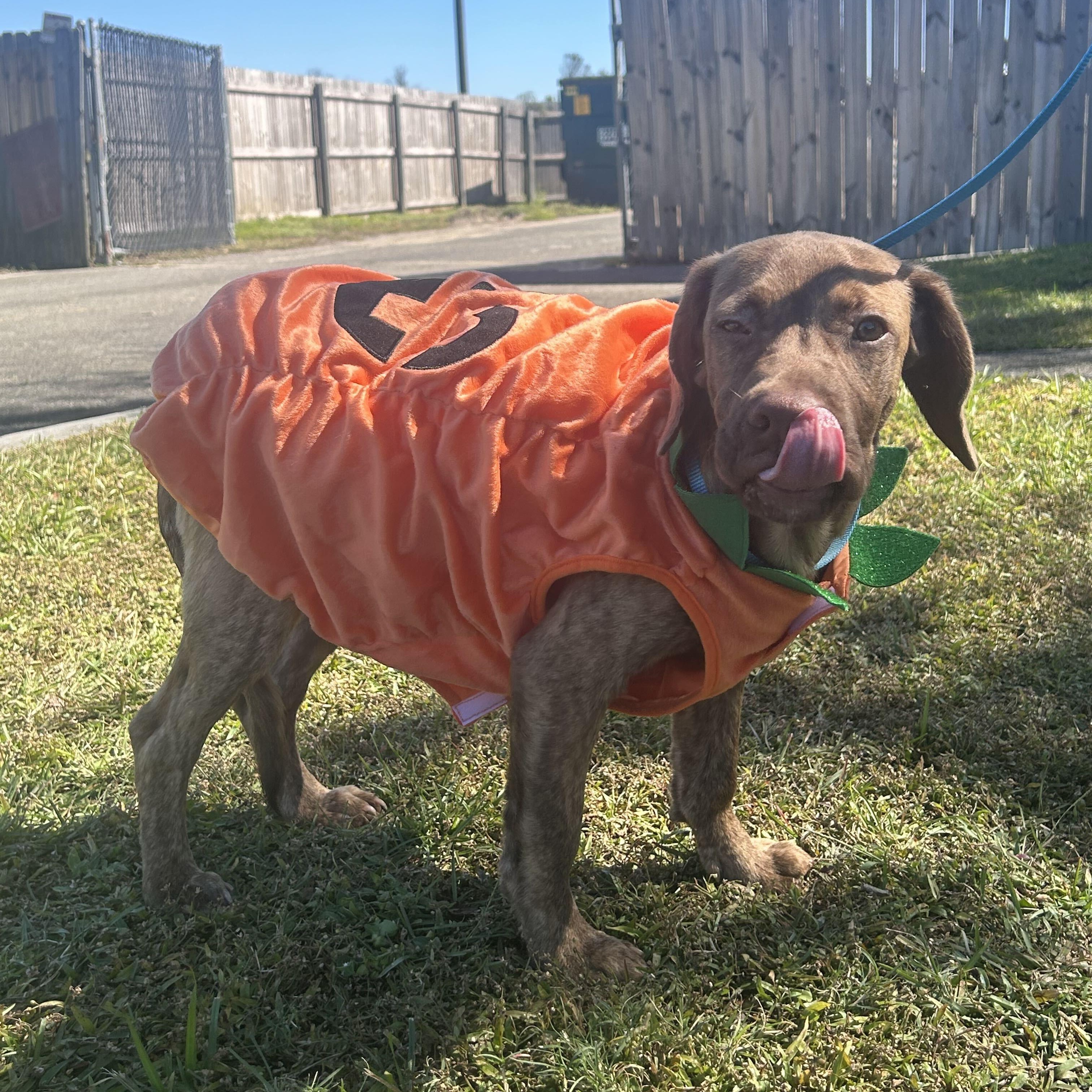 Rusty, Adoptable, Puppy Male Bulldog & Hound.