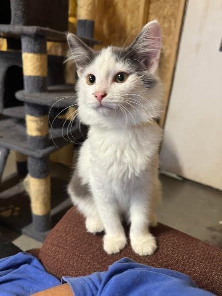 Waylon, Adoptable, Kitten Male Domestic Medium Hair.