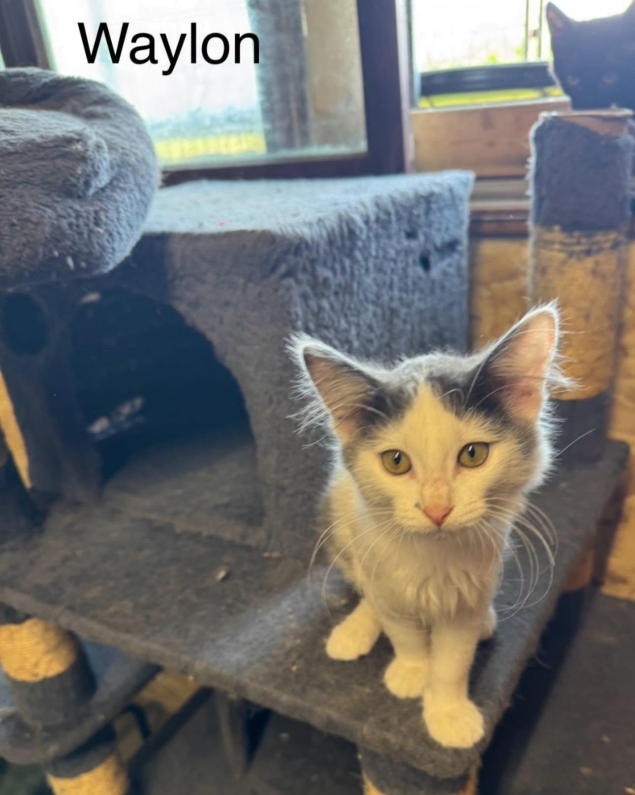 Enlarge Waylon, a Adoptable Domestic Medium Hair in Ludington, MI image 4/5