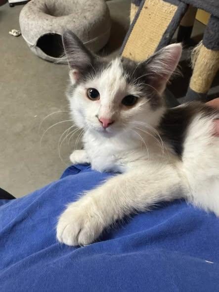 Enlarge Waylon, a Adoptable Domestic Medium Hair in Ludington, MI image 2/5