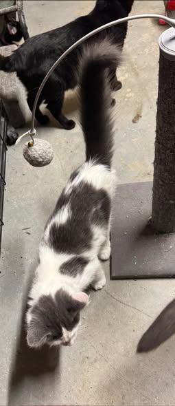 Enlarge Waylon, a Adoptable Domestic Medium Hair in Ludington, MI image 3/5