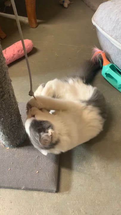 Enlarge Waylon, a Adoptable Domestic Medium Hair in Ludington, MI video 5/5