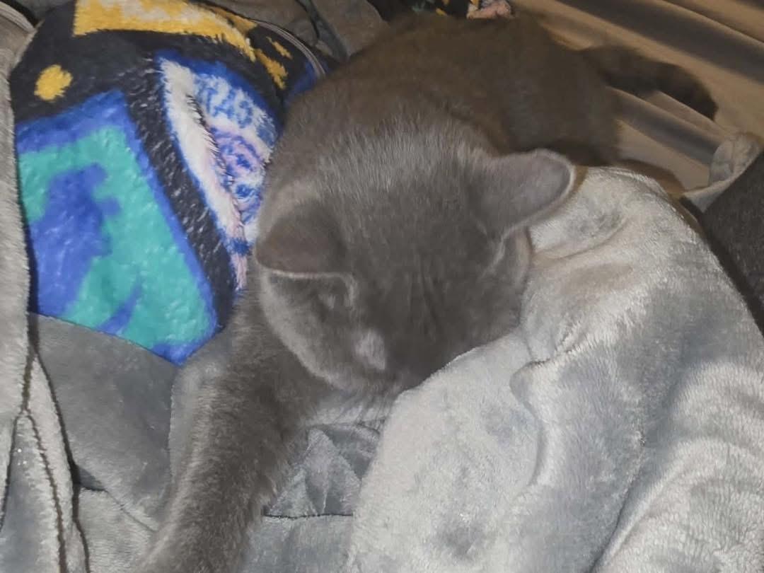 Enlarge Hagrid, a ADOPTABLE Domestic Short Hair in Manhattan, KS image 2/4