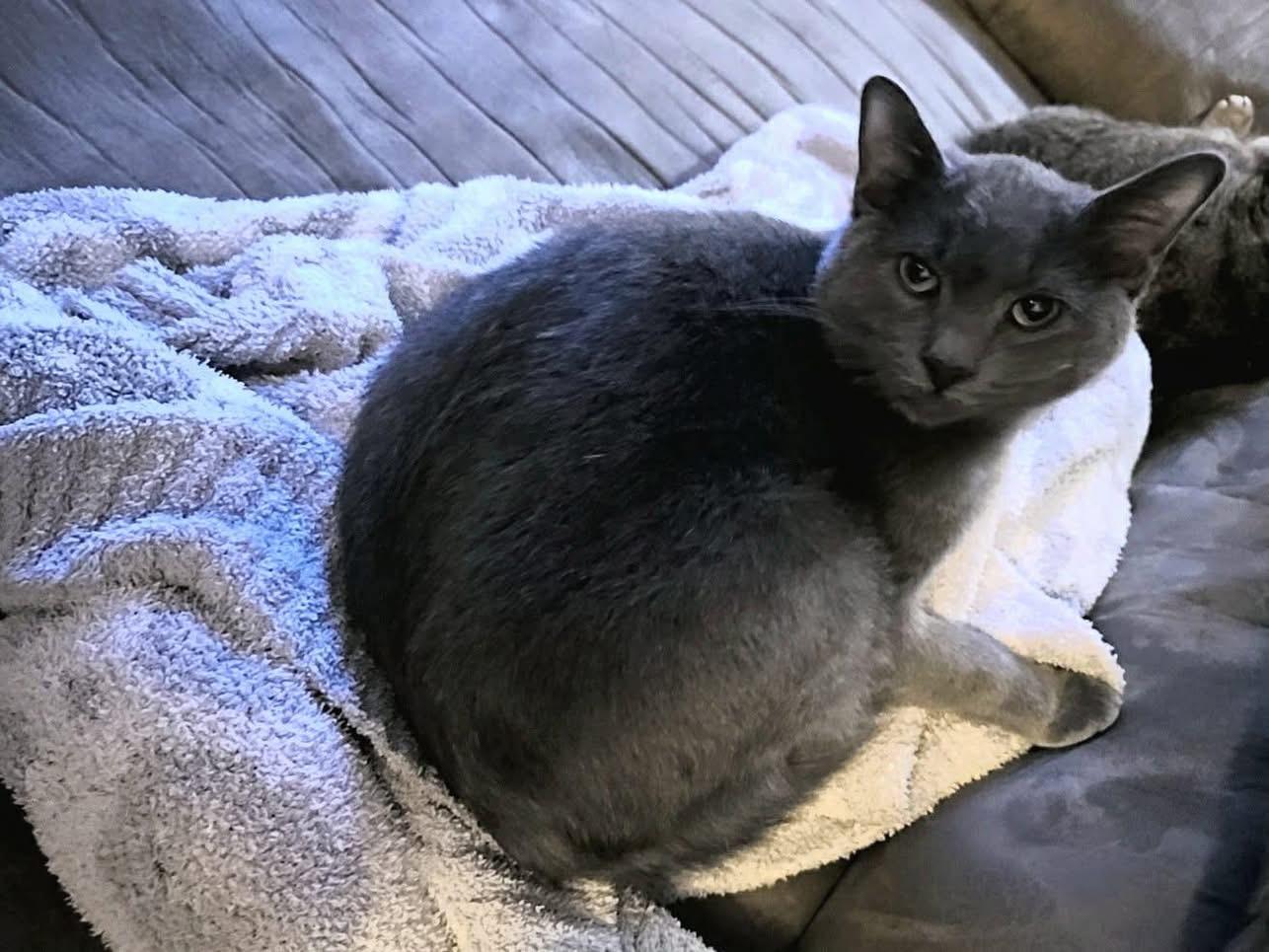 Hagrid, ADOPTABLE, Young Male Domestic Short Hair.