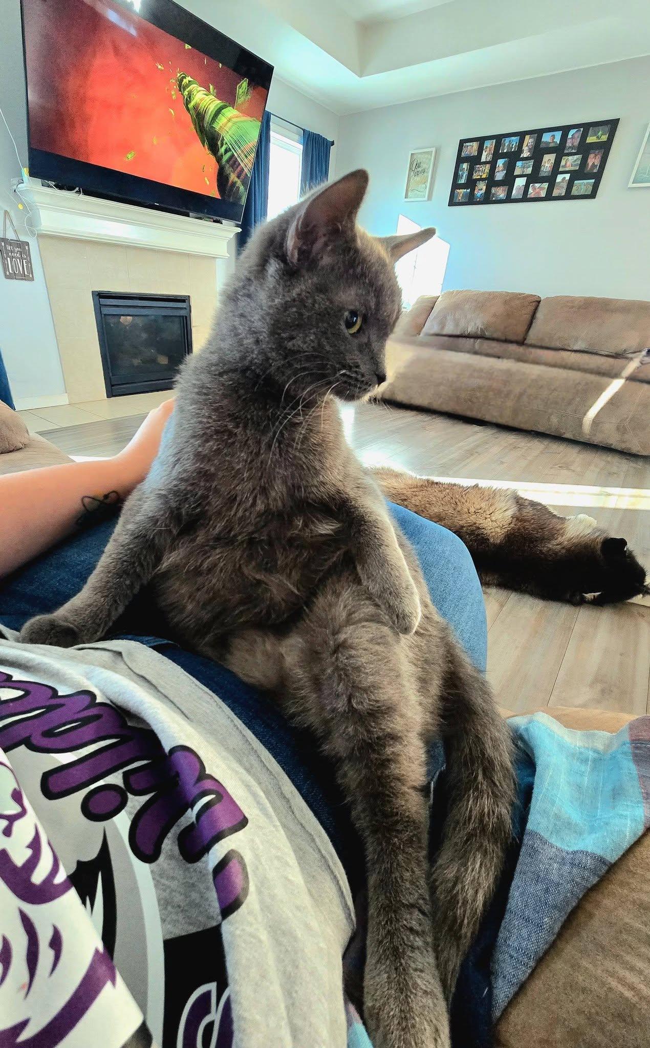 Enlarge Hagrid, a ADOPTABLE Domestic Short Hair in Manhattan, KS image 4/4