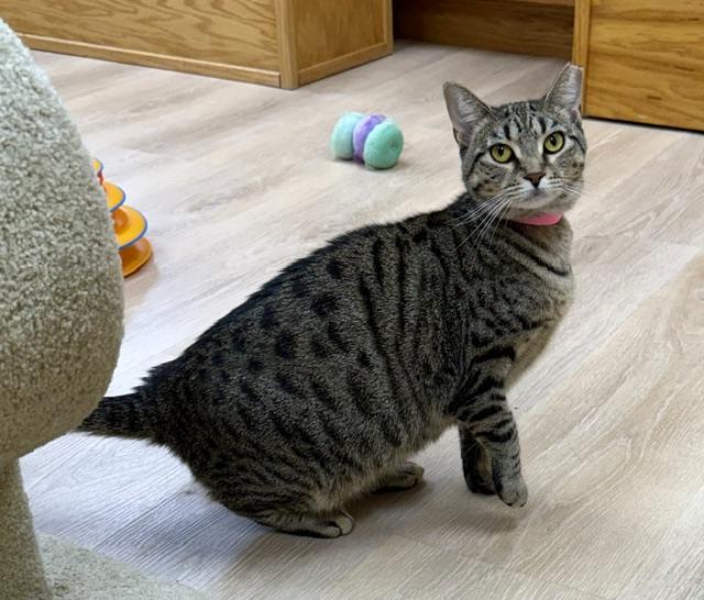 Enlarge Savannah, a ADOPTABLE Domestic Short Hair in Medina, OH image 1/1