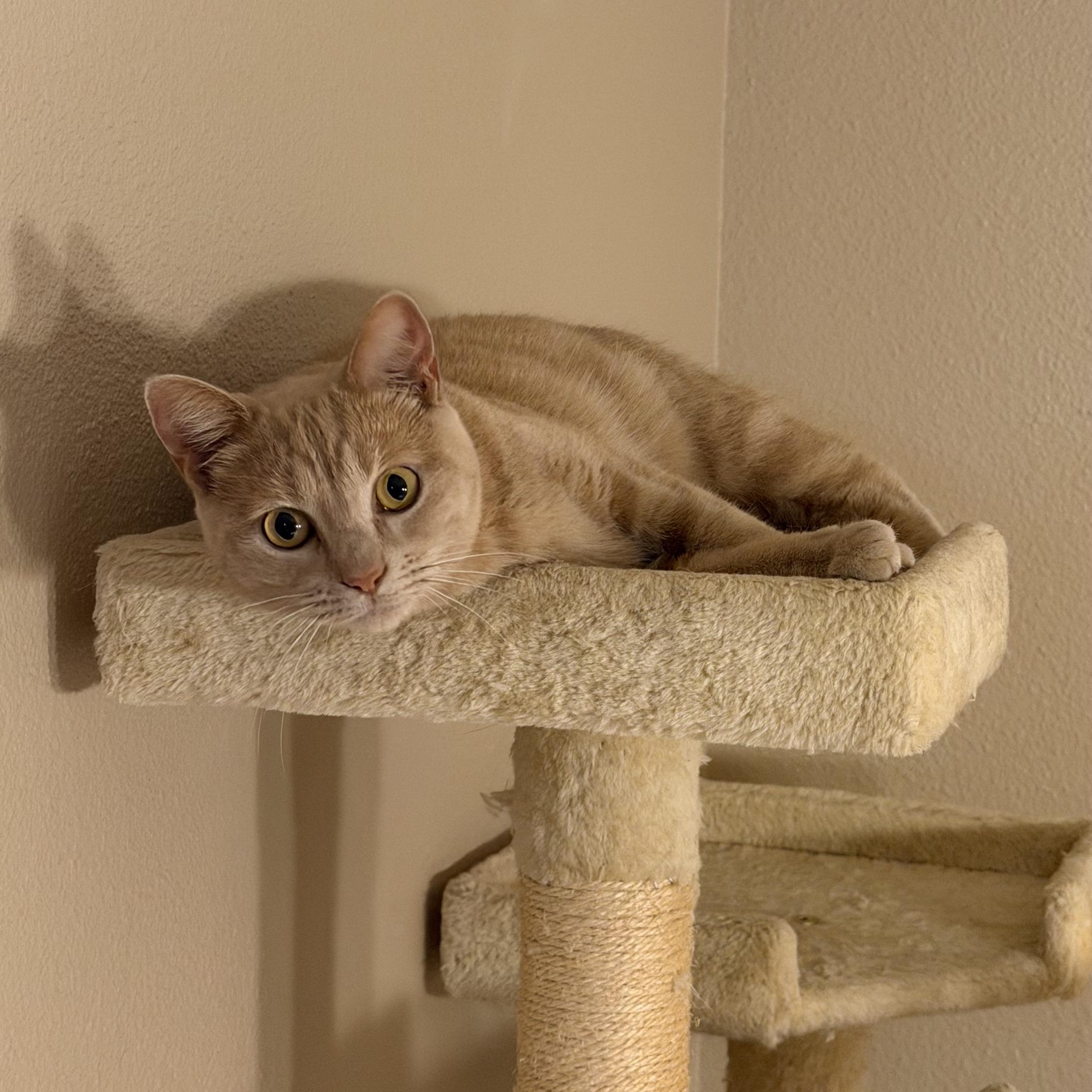 Enlarge Buffy, an adopted Domestic Short Hair in Bentonville, AR image 1/4