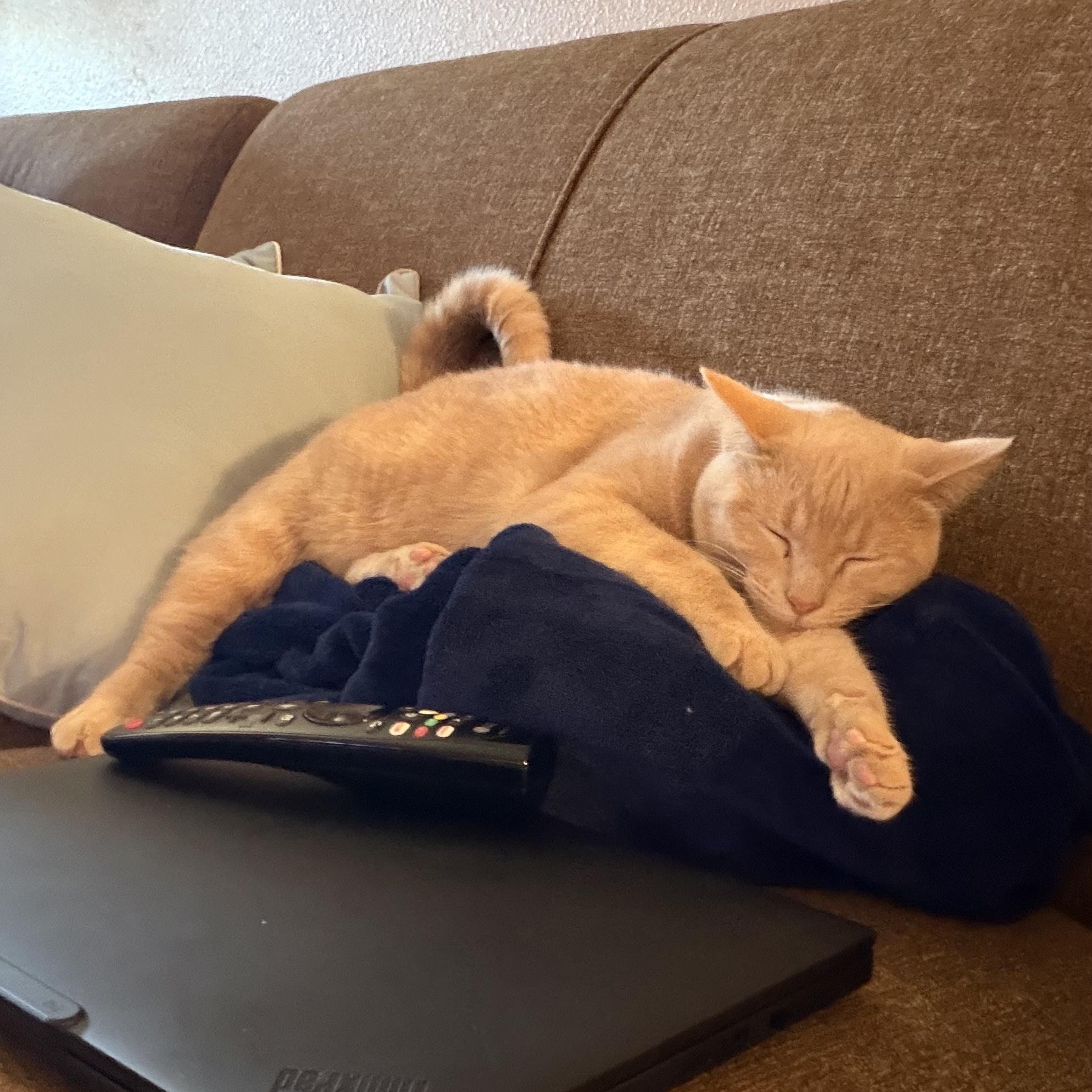 Enlarge Buffy, an adopted Domestic Short Hair in Bentonville, AR image 2/4