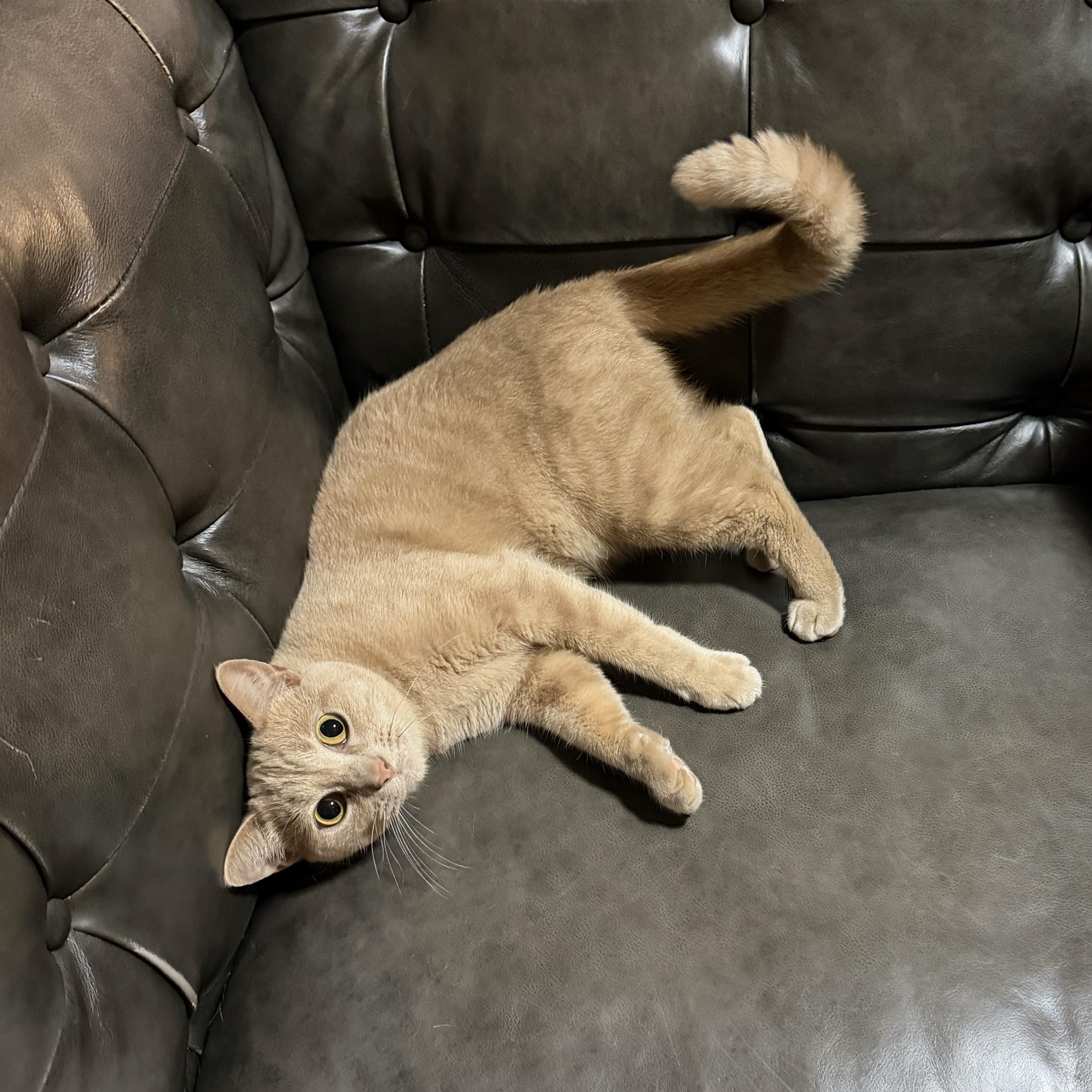 Enlarge Buffy, an adopted Domestic Short Hair in Bentonville, AR image 3/4