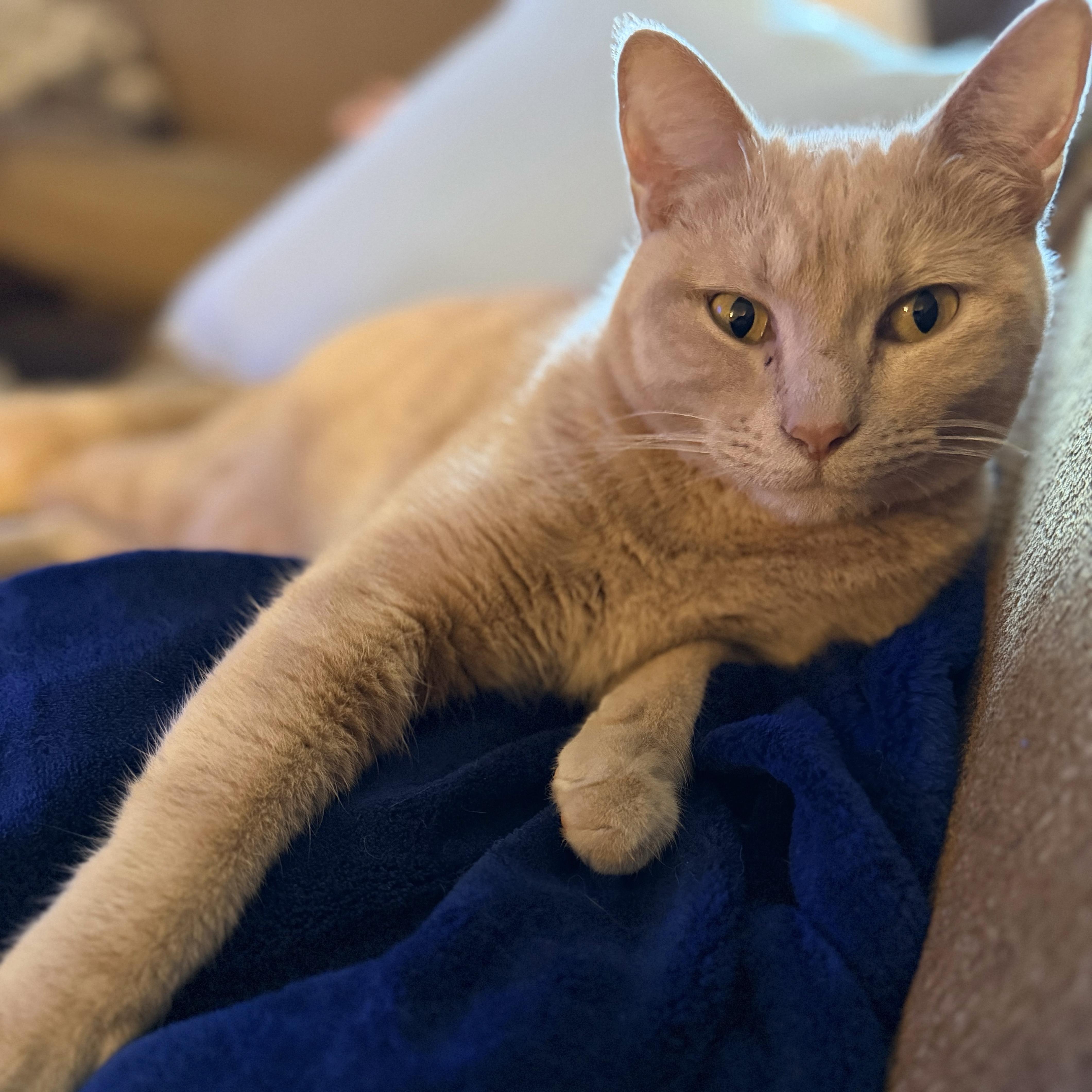 Enlarge Buffy, an adopted Domestic Short Hair in Bentonville, AR image 4/4