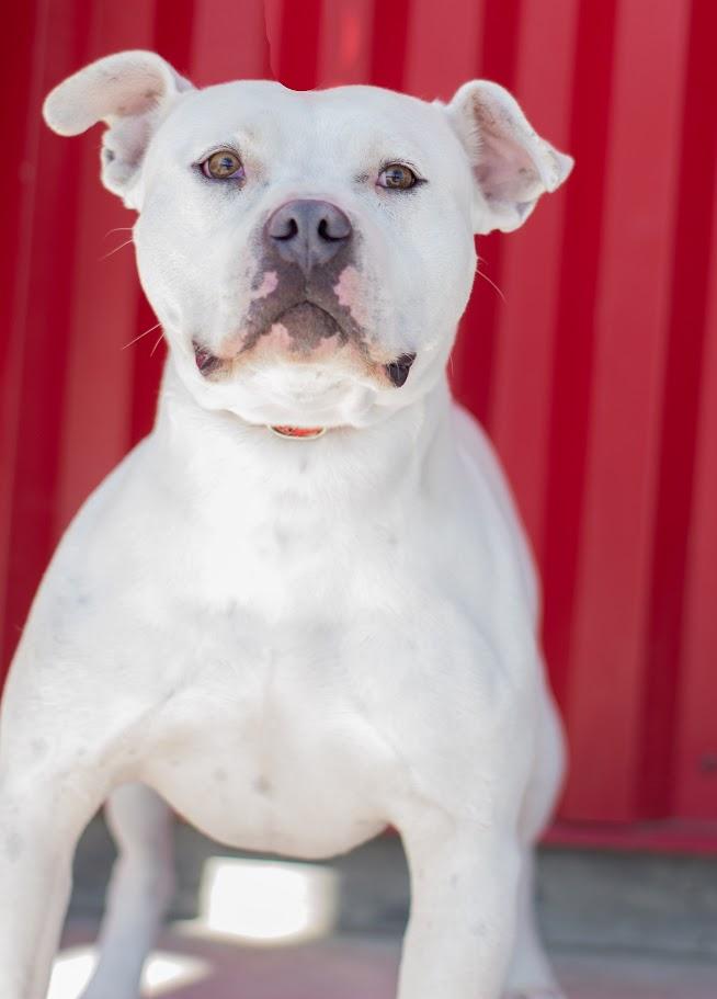 ELLIOTT, Adoptable, Adult Male Pit Bull Terrier.