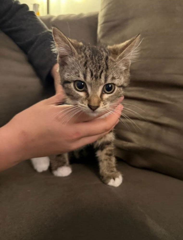 Enlarge Gerri, a Adoptable Domestic Short Hair in Crystal, MN image 2/3