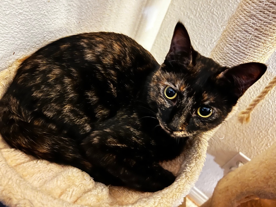 Enlarge Frida, a Adoptable Tortoiseshell in Tustin, CA image 1/6