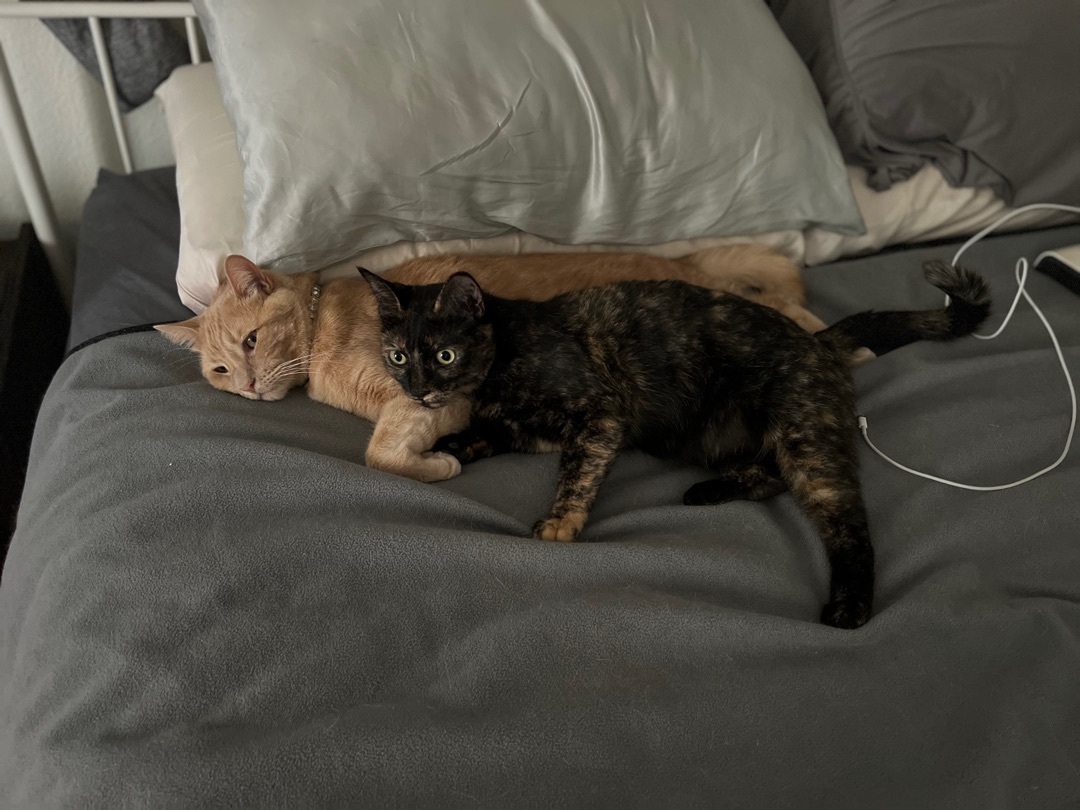 Enlarge Frida, a Adoptable Tortoiseshell in Tustin, CA image 2/6