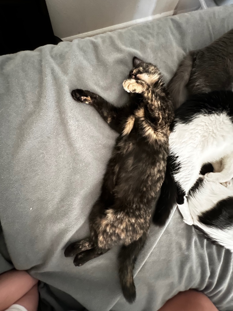 Enlarge Frida, a Adoptable Tortoiseshell in Tustin, CA image 3/6