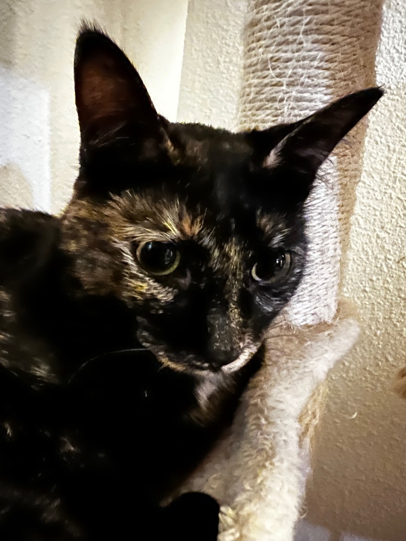 Enlarge Frida, a Adoptable Tortoiseshell in Tustin, CA image 4/6
