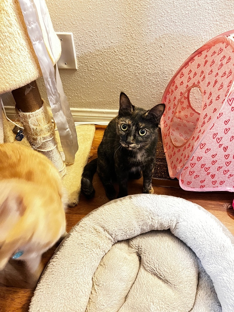 Enlarge Frida, a Adoptable Tortoiseshell in Tustin, CA image 6/6