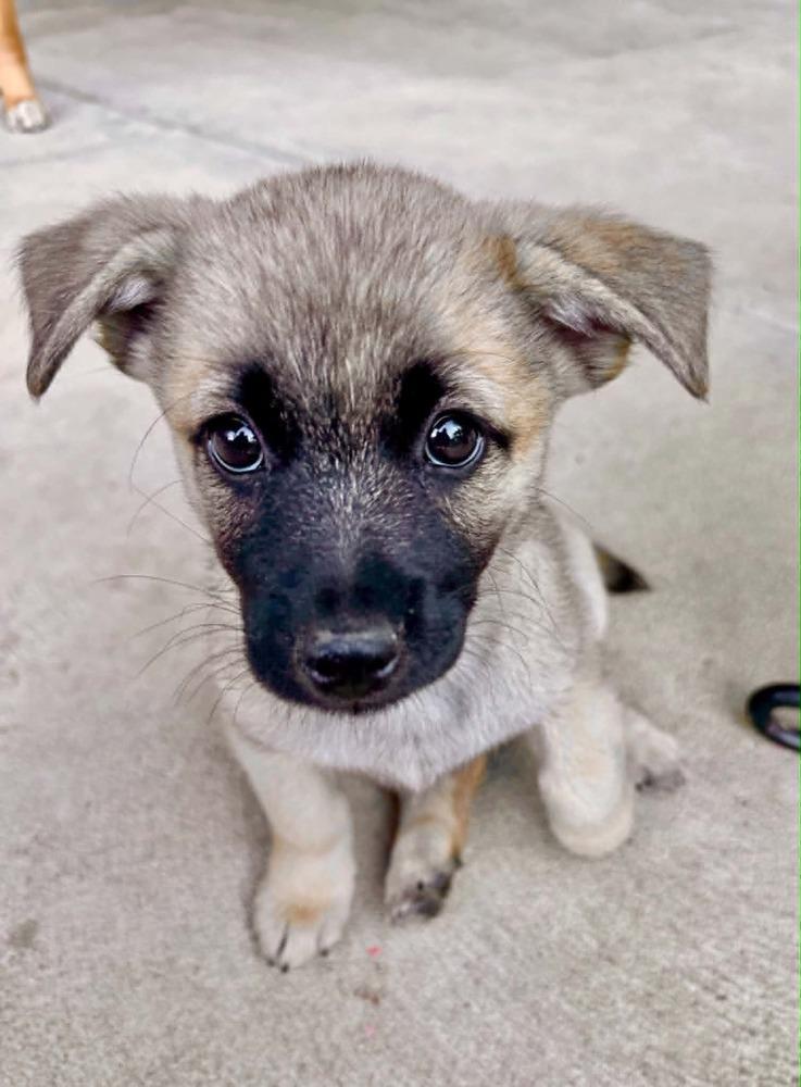 Sadie, Adoptable, Puppy Female Collie & Shepherd.