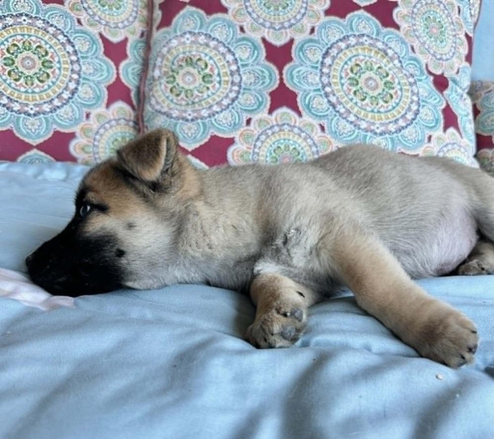 Sadie, a Adoptable mixed breed in Boulder, CO image 2/6